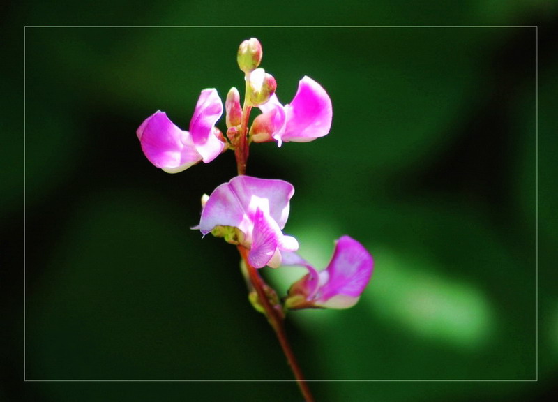 豆角花 摄影 小林子