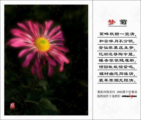 梦菊—菊韵诗情系列（一） 摄影 闲云逸鹤