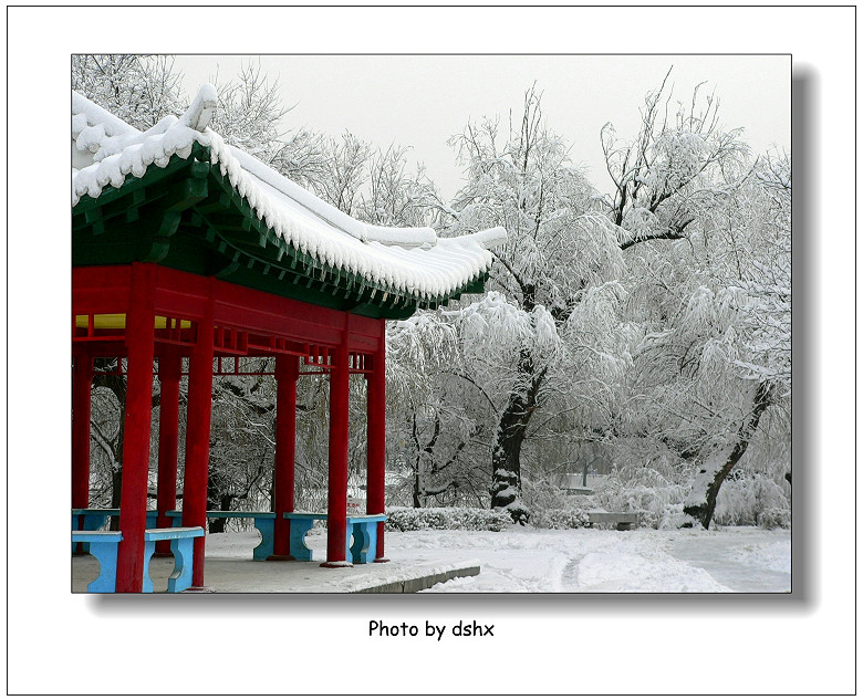 冬雪-1 摄影 偶有闲情