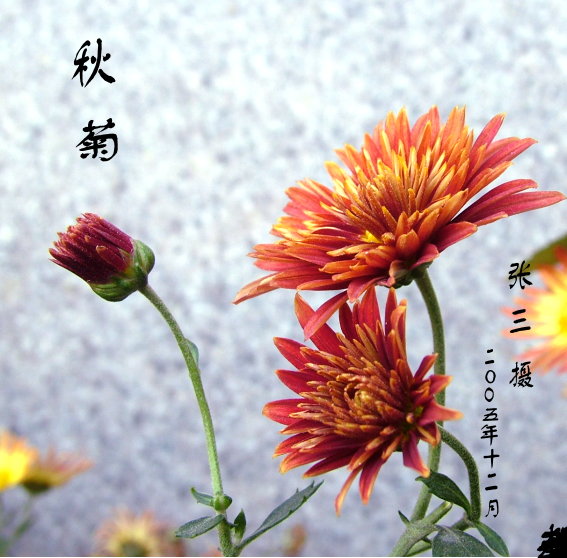 秋菊 摄影 张三2005