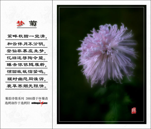 梦菊—菊韵诗情系列（一） 摄影 闲云逸鹤