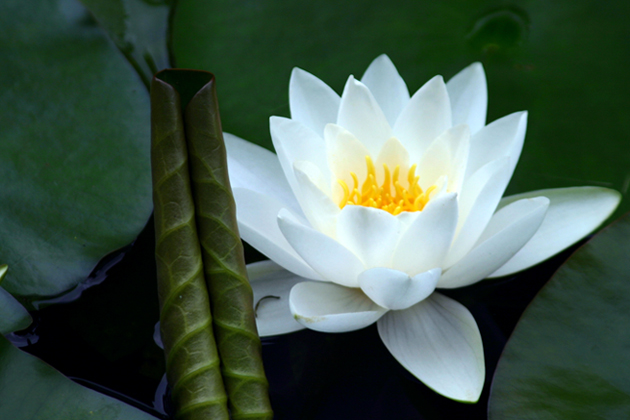 花仙子 摄影 冷雨158