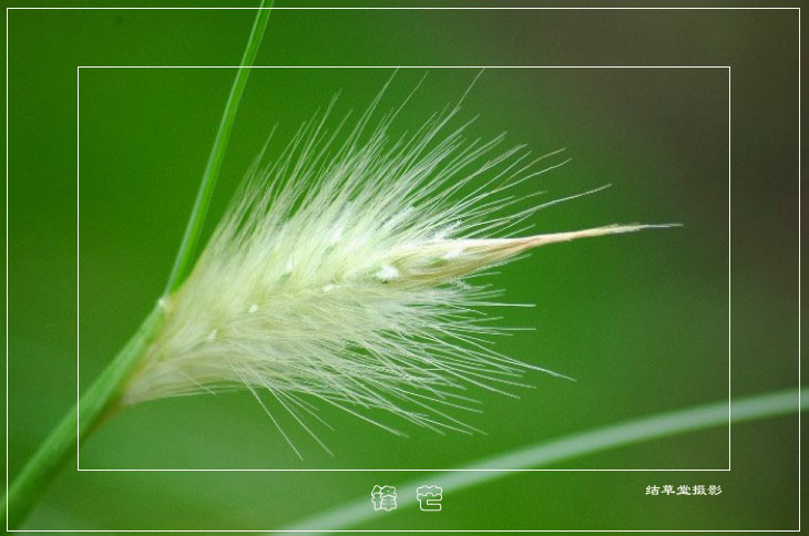 锋 芒 摄影 结草堂