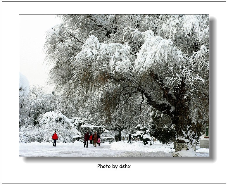 冬雪-3 摄影 偶有闲情