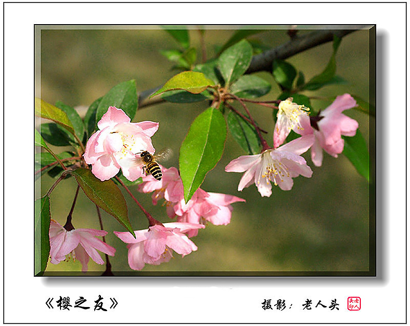 《樱之友》 摄影 老人头