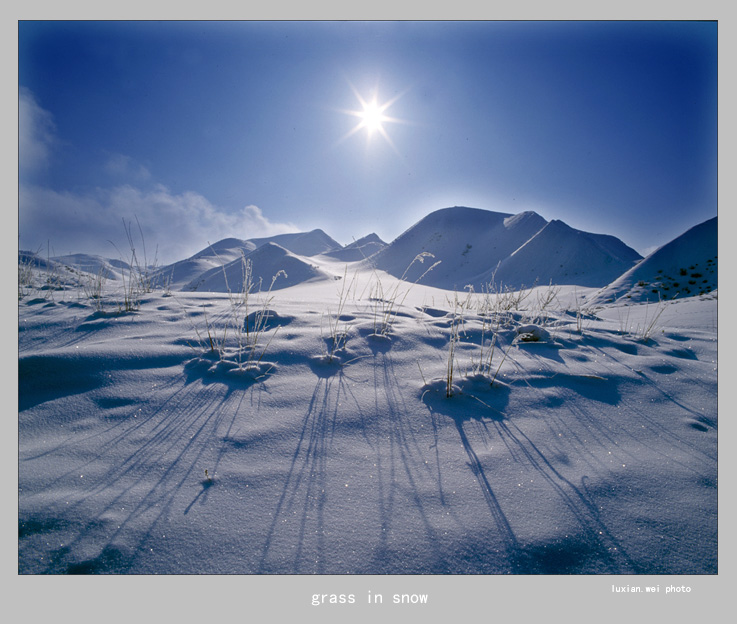 grass in snow 摄影 luxianwei