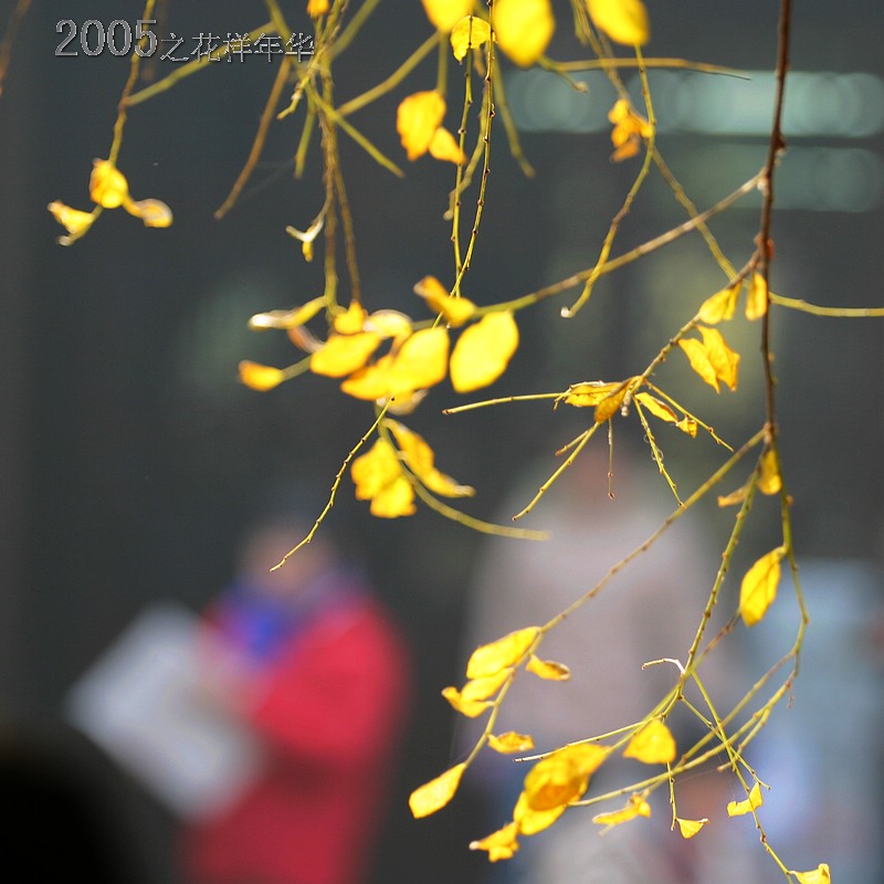 花样年华 摄影 百年尘雨