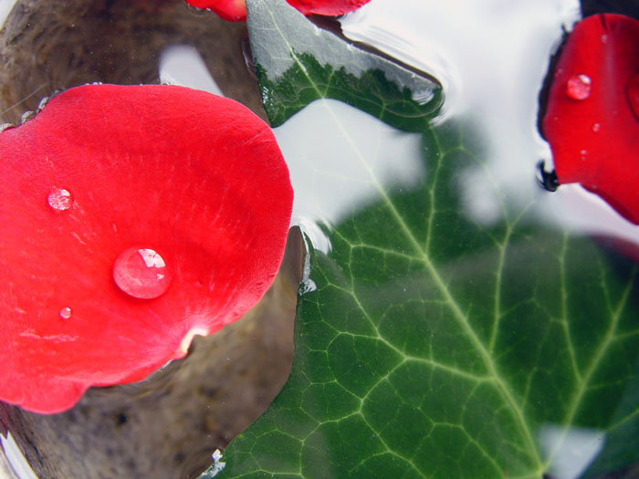 水中花 摄影 青龙侠