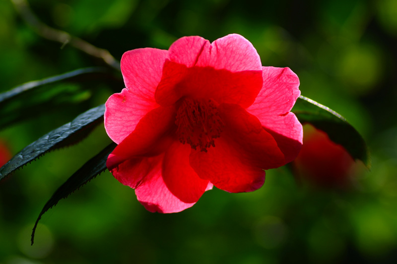 绥宁的野山茶花 摄影 无边无际