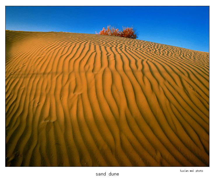 sand dune 摄影 luxianwei