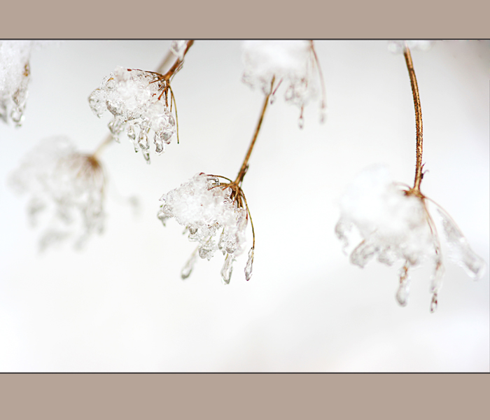 雪中情 摄影 江上往来人