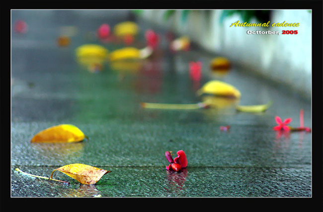 秋雨 摄影 bingyi