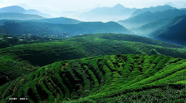 茶园 摄影 通俗的脸