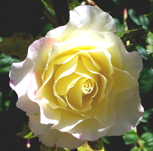 Yellow Rose 摄影 JC888