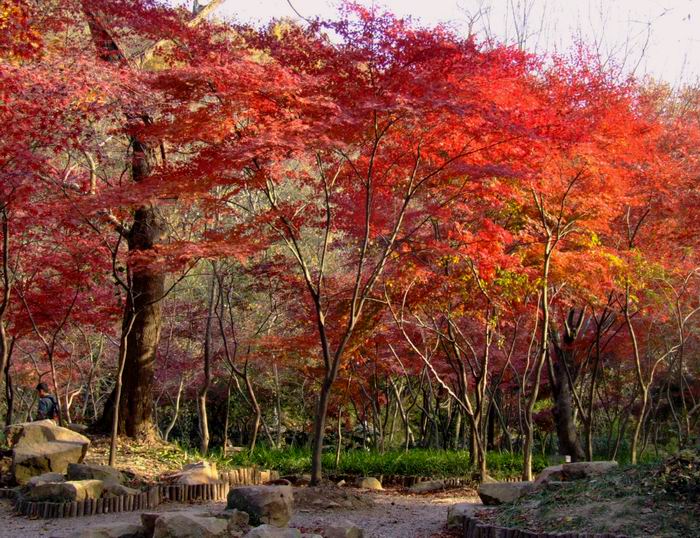 栖霞似火 摄影 太阳光