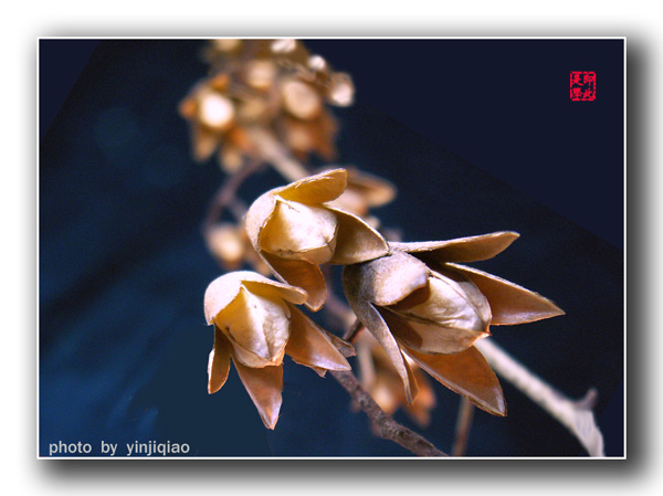 干花（果实） 摄影 yinjiqiao