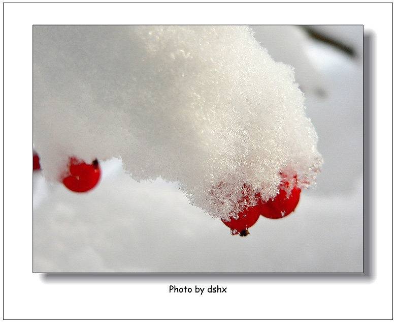 冰雪难奈几粒红 摄影 偶有闲情