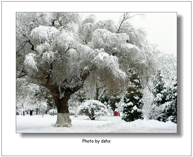 冬雪-6 摄影 偶有闲情