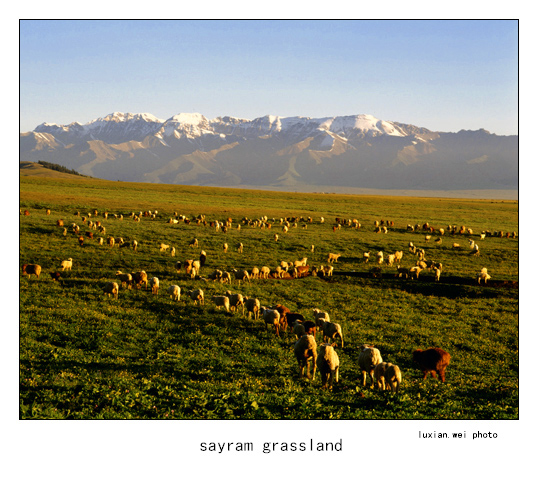 sayram grassland 摄影 luxianwei