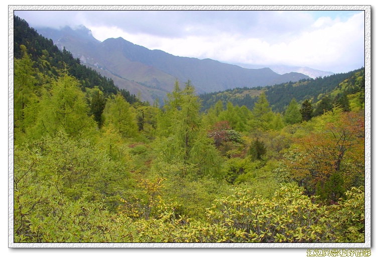 郁郁葱葱 摄影 这边风景独好