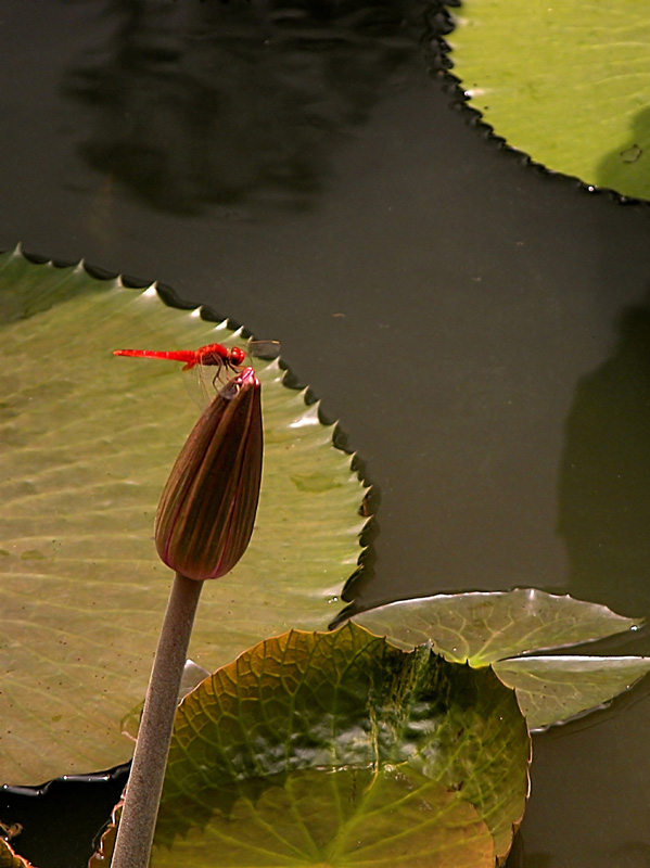 红蜻蜓 摄影 sunfish