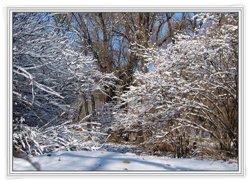 雪景-4 摄影 习影人