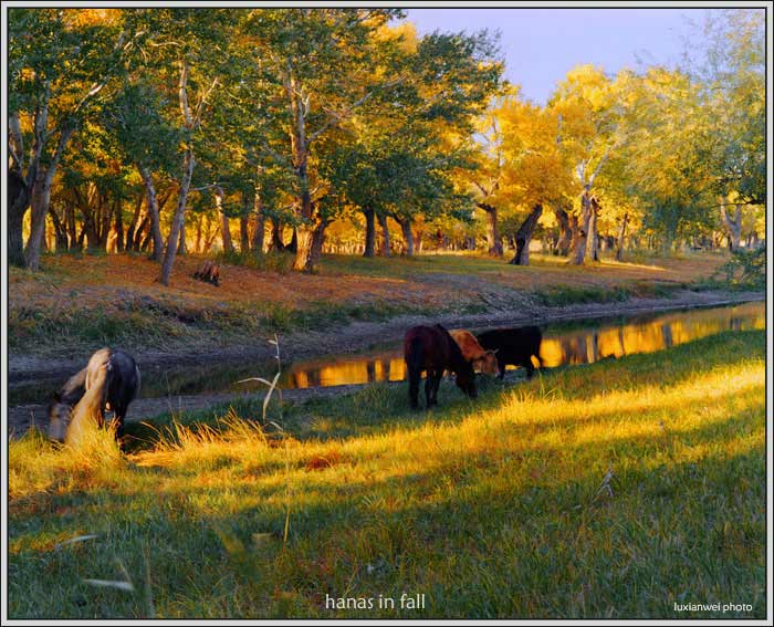 HANAS IN FALL 摄影 luxianwei