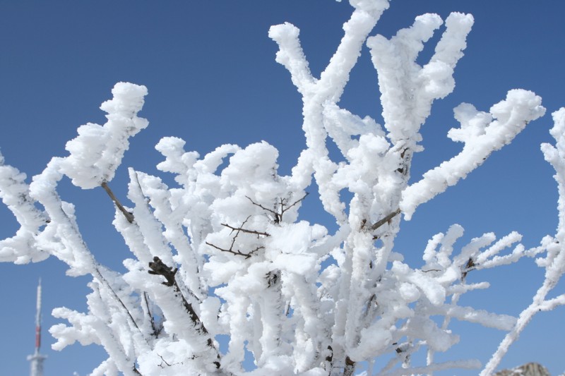 雪景小品 摄影 不后悔