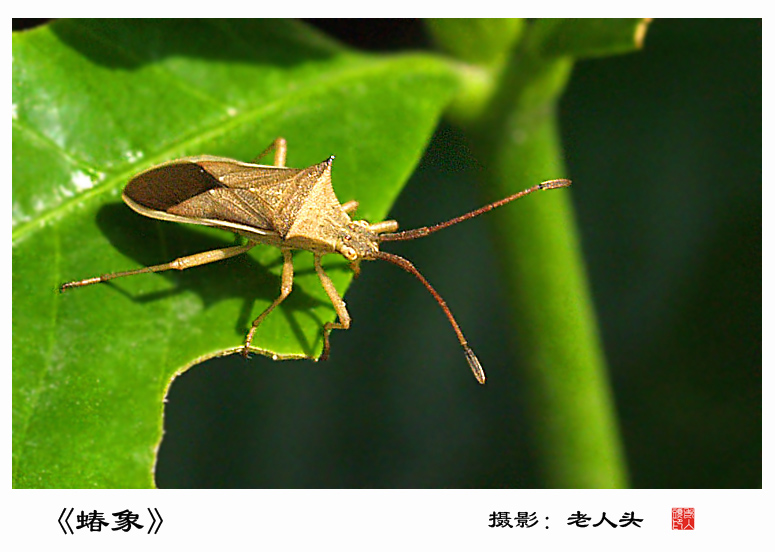 《蝽象》 摄影 老人头