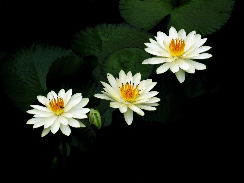 白莲花 摄影 laogao-1908