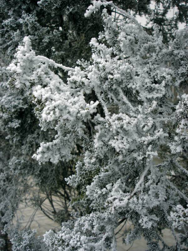 雪绒花（雾凇） 摄影 乐水郑曦