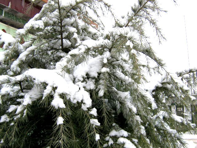 雪压松 摄影 三叶