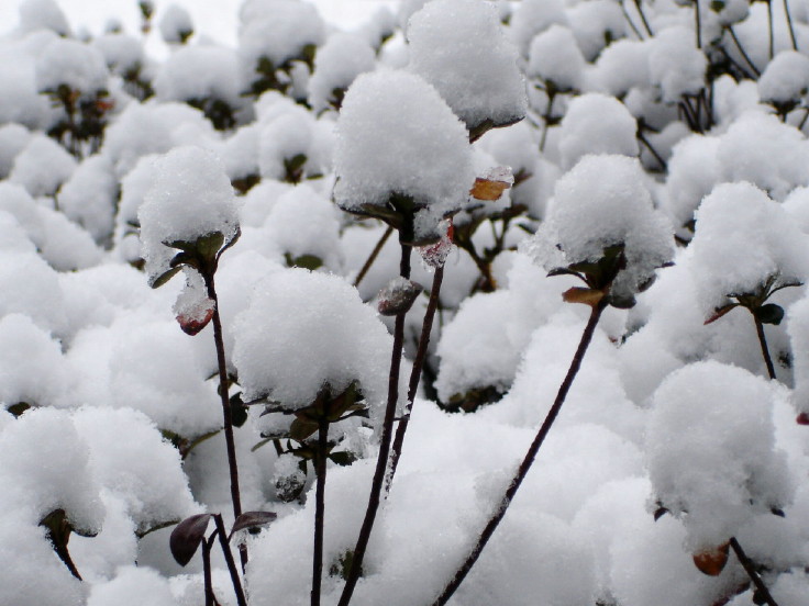 雪景 摄影 柯闲客