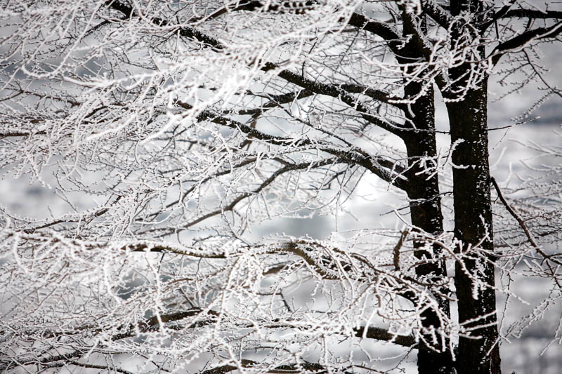 雪 摄影 小蝈