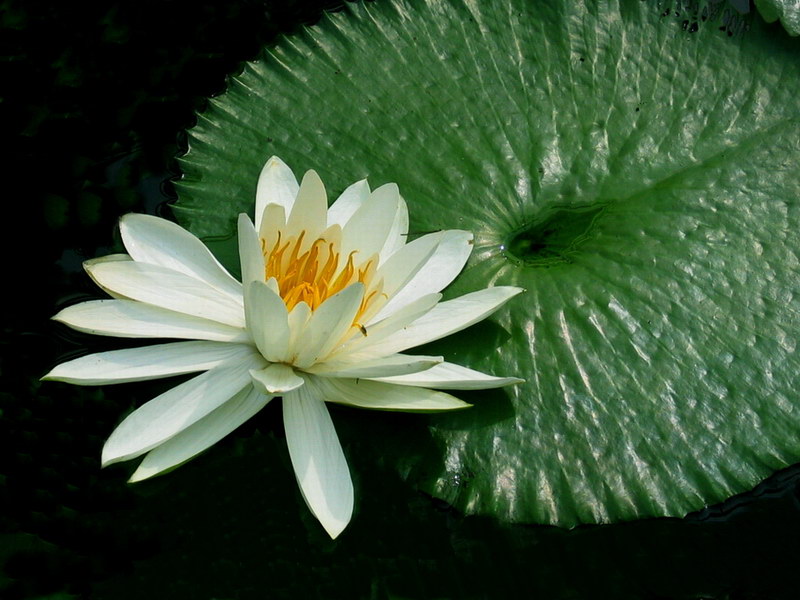 白莲花（2） 摄影 laogao-1908