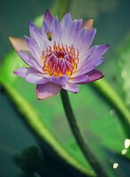 蜂.花.恋 摄影 穷折腾