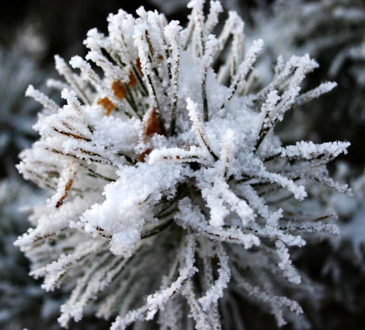 雪菊花 摄影 江河源