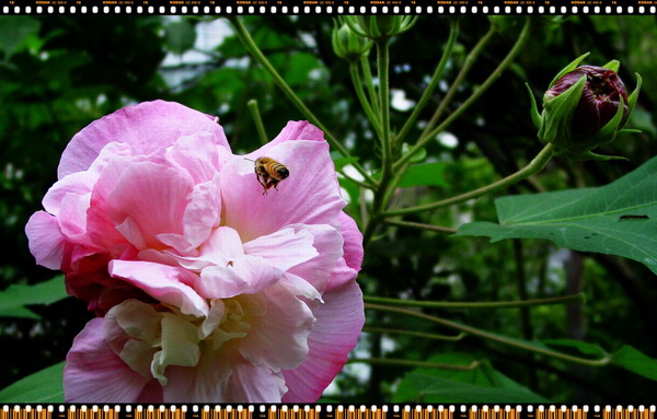 芙蓉花开 摄影 小光