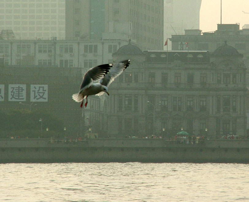 正在黄埔江降落的海鸥 摄影 Greatrock