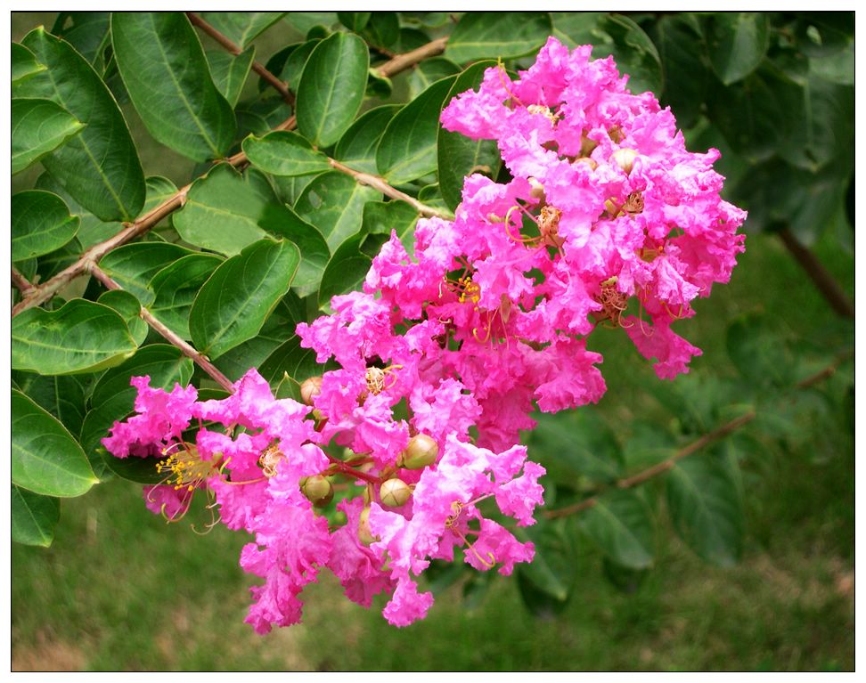 花 摄影 yakexi