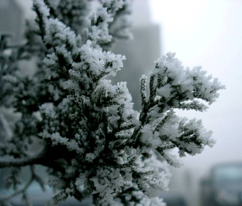 “松枝沾白糖” 摄影 乐水郑曦