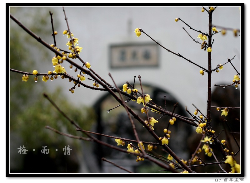 雨中梅花 摄影 百年尘雨