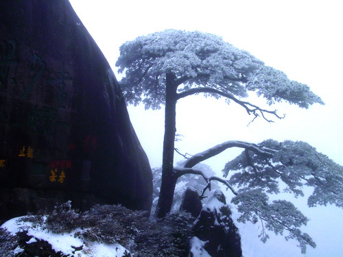 黄山迎客松 摄影 三羊