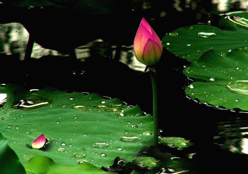 出水芙蓉 摄影 蕉窗听雨