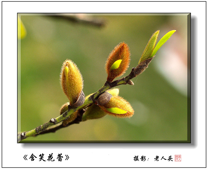 《含笑花蕾》 摄影 老人头