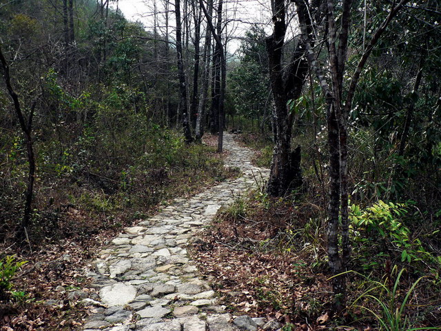 山间林荫路 摄影 含川