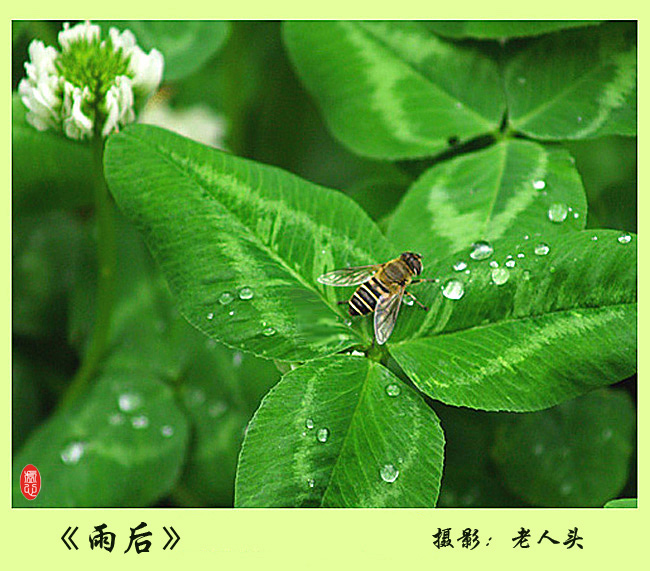 《雨后》 摄影 老人头