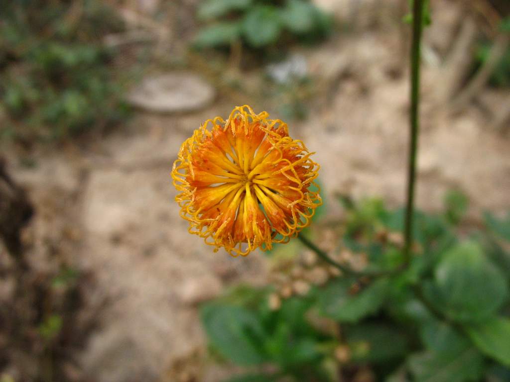 无名小花 摄影 高飞孤雁