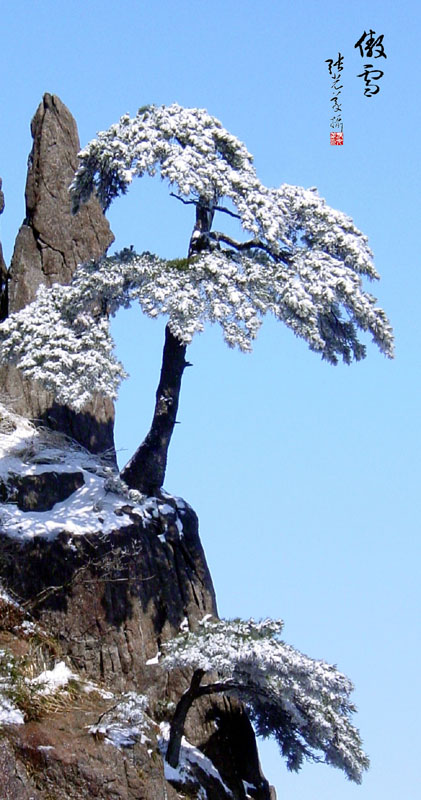 傲雪 摄影 三羊