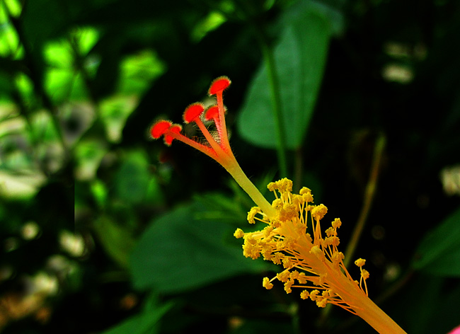 朱槿花蕊 摄影 甘田